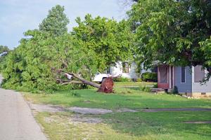 Tree down 620 South Street